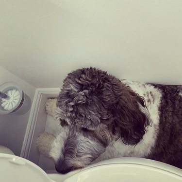 Saint berdoodle dog squished next to toilet.