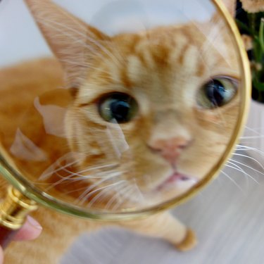 cat's face viewed through magnifying glass