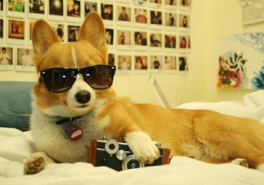 Corgi with camera and sunglasses lying on bed.