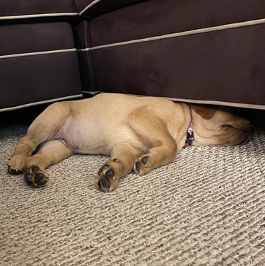 Red fox lab dog lying with their head and torso halfway under the couch.