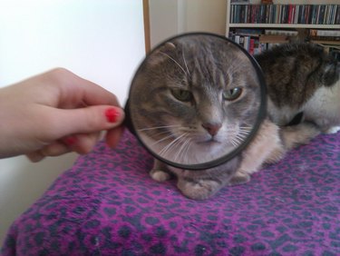 woman holds magnifying glass up to cat's face for social media challenge