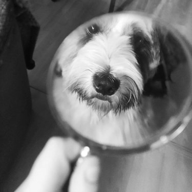 dog's face viewed through magnifying glass
