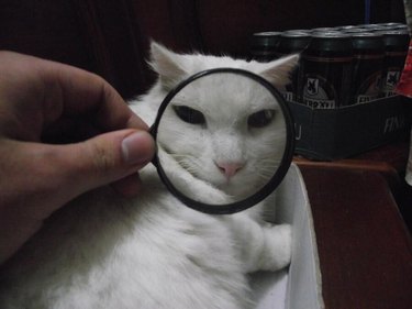 cat's face viewed through magnifying glass