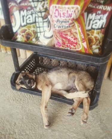 Dog lying in a plastic bin.