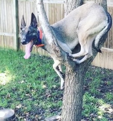 Belgian shepherd dog on a tree branch.