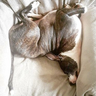 Dog contorted in bed.