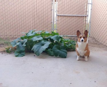 corgi stands next to pumpkin plant