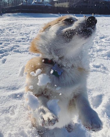 corgi in snow