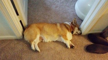 corgi measures the width of a doorway