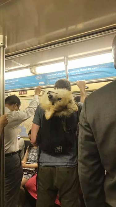 corgi on train in NYC