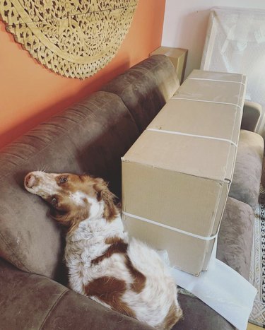 Brittany spaniel dog squished near a box on a couch.