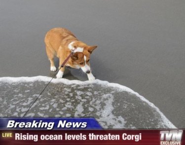 Corgi on beach pulling away from water. Caption: Breaking News, Rising ocean levels threaten Corgi