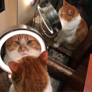 cat stares at reflection in mirror