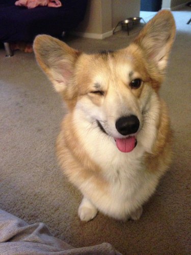 winking corgi