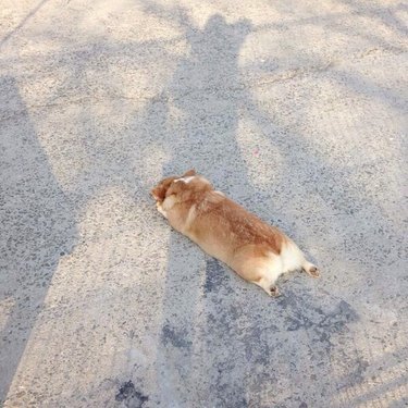 corgi looks like a loaf of bread