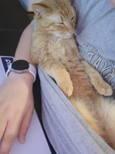 Ginger cat curls up in person's t-shirt.