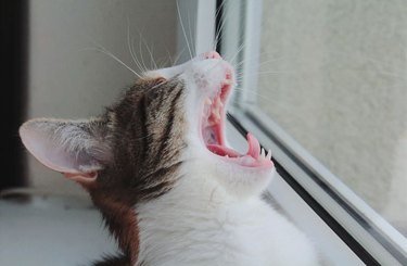 A cat with their head tilted back and their mouth open wide in a yawn.