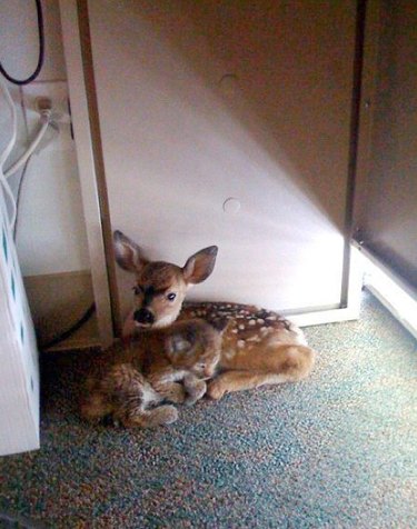 bobcat and deer cuddling