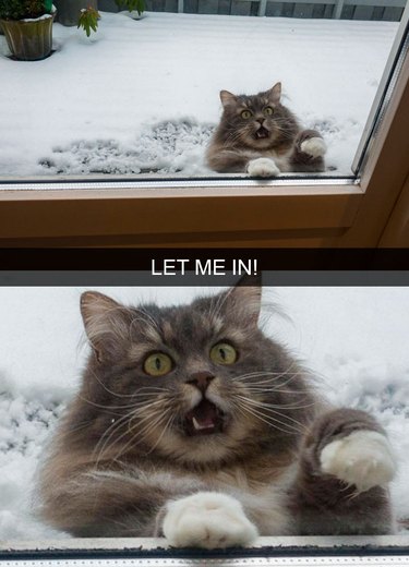 A fluffy cat is outside in the snow and looking inside through a window, and they look surprised. The text reads "LET ME IN!"