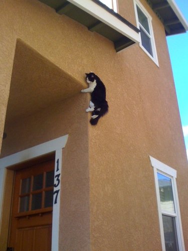A black and white cat is clinging to the outside of a building above a door.