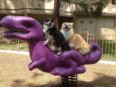 corgis on a playground dinosaur spring