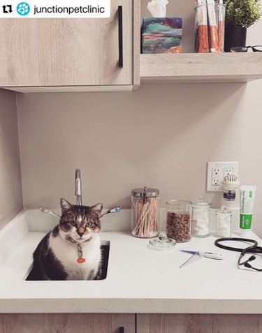 A counter in a veterinary exam room. The counter contains a sink, in which a cat is sitting, and medical supplies - cotton balls, cotton swabs, ointment, and tissues.