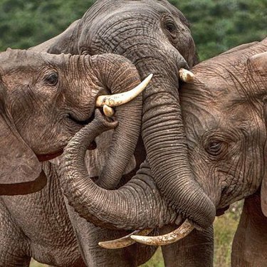 elephants cuddling