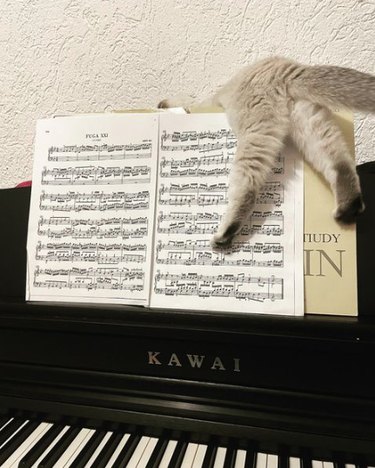 An open book of sheet music resting on a piano above the keys. A cat is draped across the sheet music so only their back legs and tail can be seen, with one paw splayed down over the book.