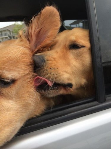 dog whispers in other dogs ear