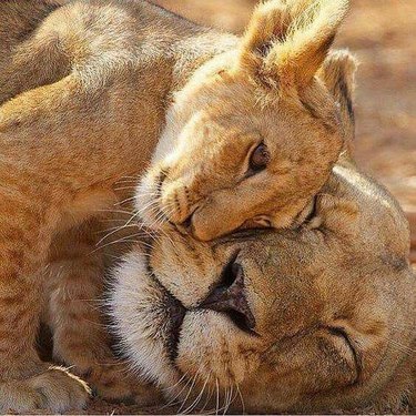 lions cuddling