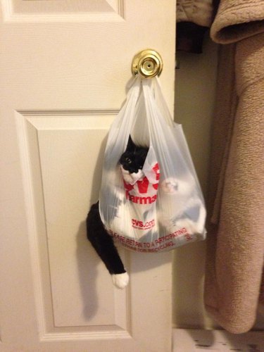 A cat is laying inside a plastic bag that is hanging from a door handle. One leg and part of the cat's face are sticking out.