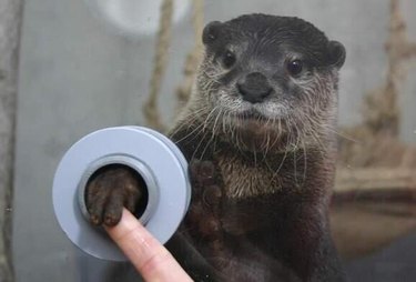 shake hands with otters at a japanese zoo