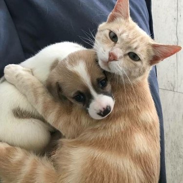 cat cuddles with dog
