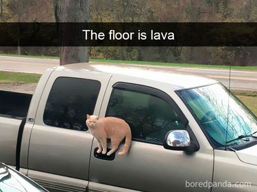 An orange cat is standing on the handle of a truck door. The text on the image reads "the floor is lava."