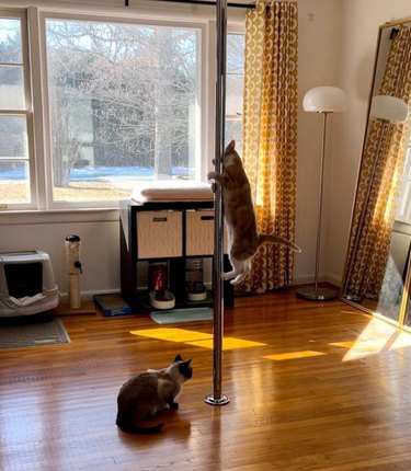 A sunny living room with hardwood floors and a dance pole installed in the center. A cat rests on the floor next to the pole, while another cat has climbed halfway up the pole.