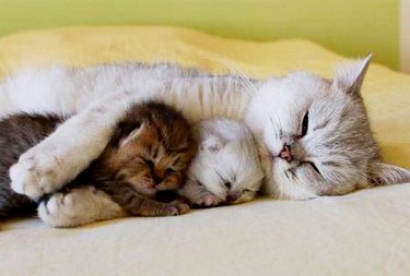 cat hugging kittens