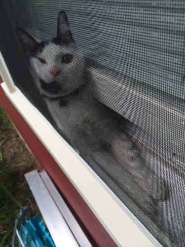 A cat has climbed between the window and the screen and their face is smushed against the screen.