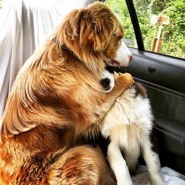 dog consoles other dog
