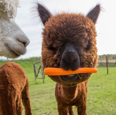 alpaca holding carrot in mouth
