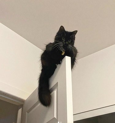 A fluffy cat perched on the top of an open door. The cat's tail hangs down one side of the door.