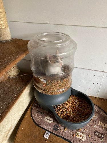 Kitten inside a plastic food dispenser, sitting on top of the food inside.