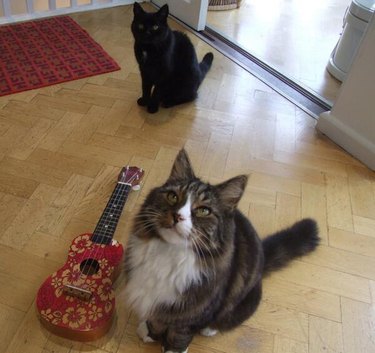 Two cats, one short-haired and one long-haired, sitting on a hardwood floor. The long-haired cat is closest to the camera, looking up. A small guitar rests to their left. The short-haired cat in the background stares straight ahead.