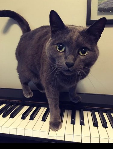 A cat sitting on a keyboard with one paw placed on the keys.