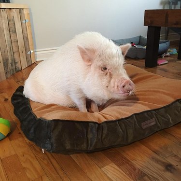 pig sleeps on dog bed