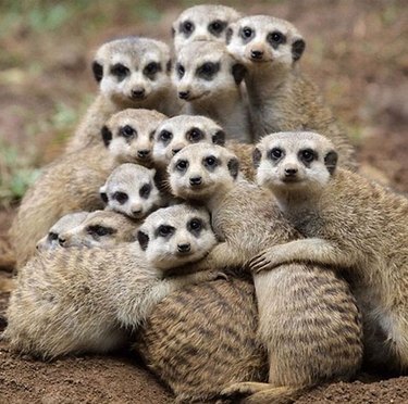 meerkats cuddling