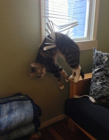 A striped cat has gotten stuck in a set of window blinds around their belly