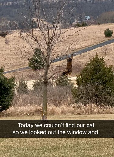 Looking out a window into a yard, a cat is holding on to the branch of a tree with its front paws and dangling precariously. The text on the image reads "today we couldn't find our cat so we looked out the window and..."
