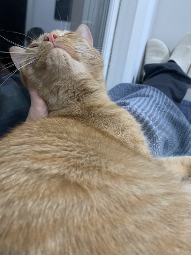 Ginger cat sits in a woman's lap.