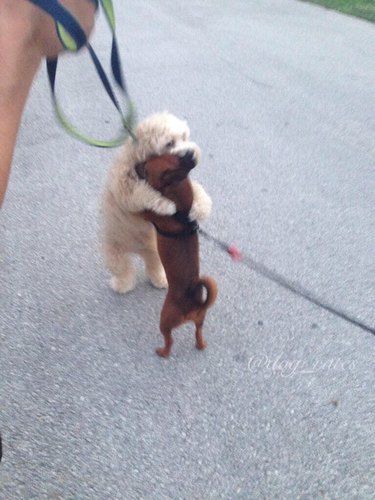 dog hugs other dogs on walk