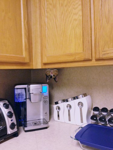 A cat is poking its head out from underneath a cabinet, only its head is visible.